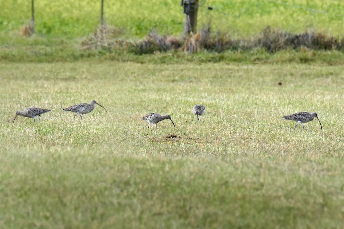 ダイシャクシギ - ML646188784