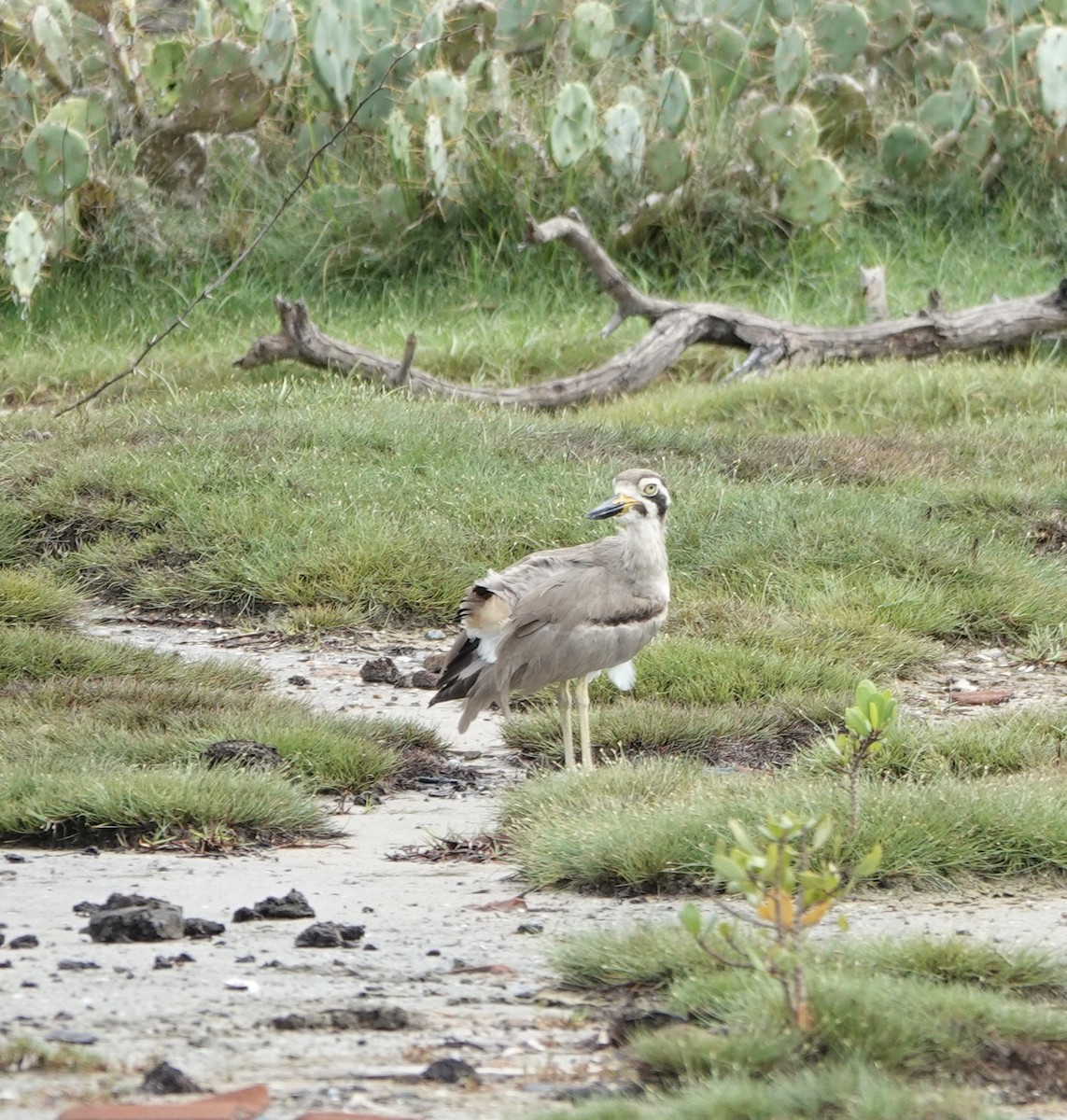 ソリハシオオイシチドリ - ML646188785