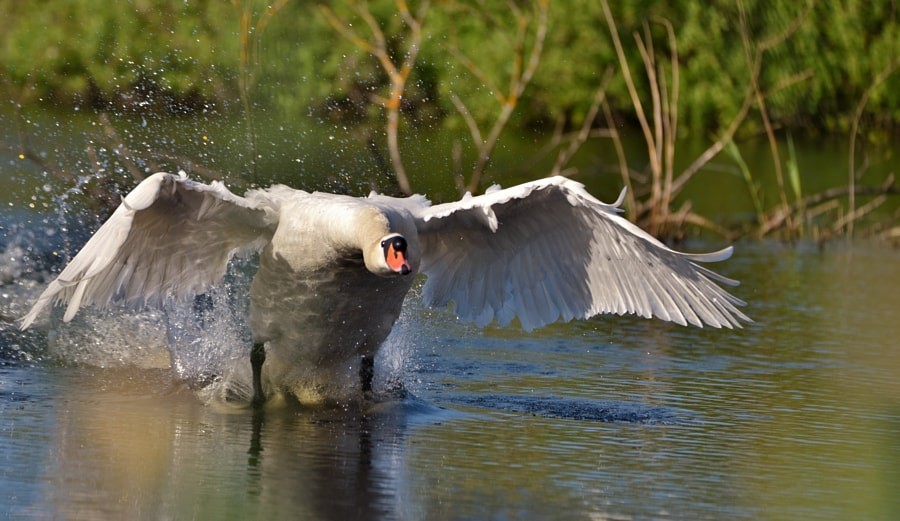 コブハクチョウ - ML646188786