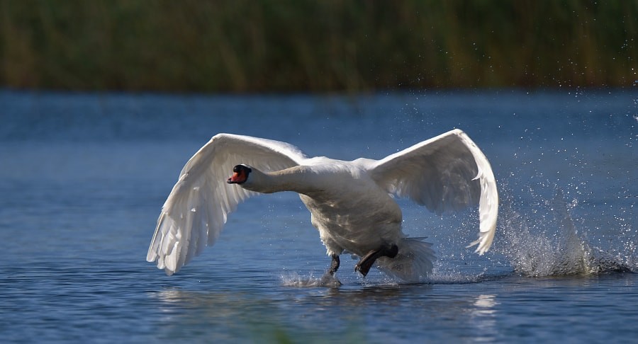 コブハクチョウ - ML646188787