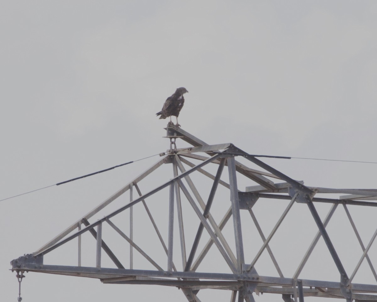 チャイロチュウヒワシ - ML646188788