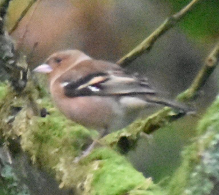 ズアオアトリ - ML646188791