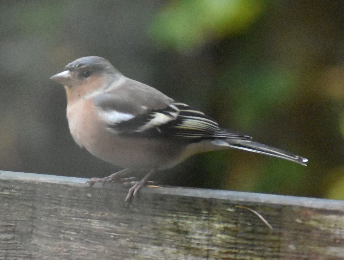 ズアオアトリ - ML646188792