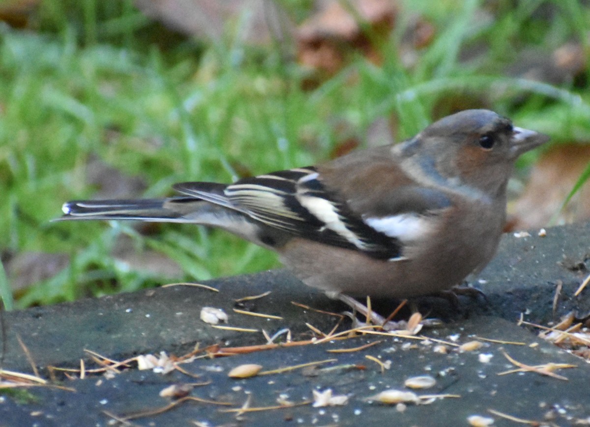 ズアオアトリ - ML646188793