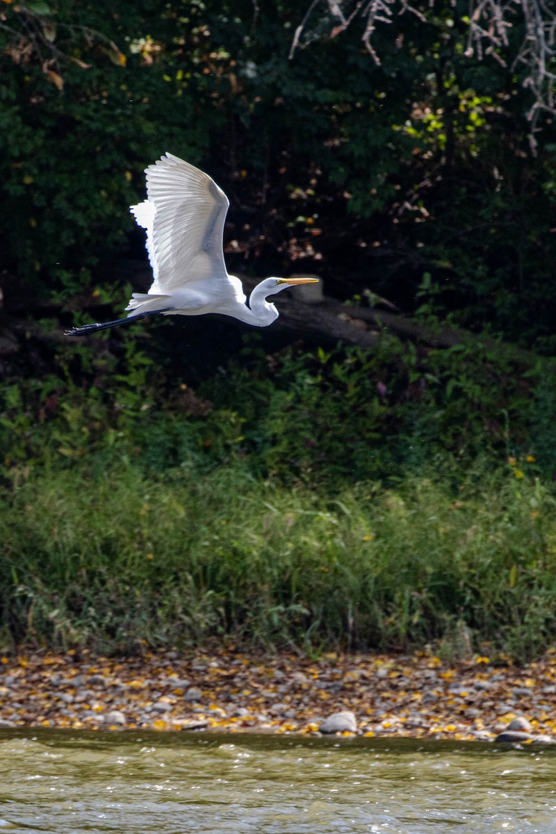 ダイサギ - ML646188794