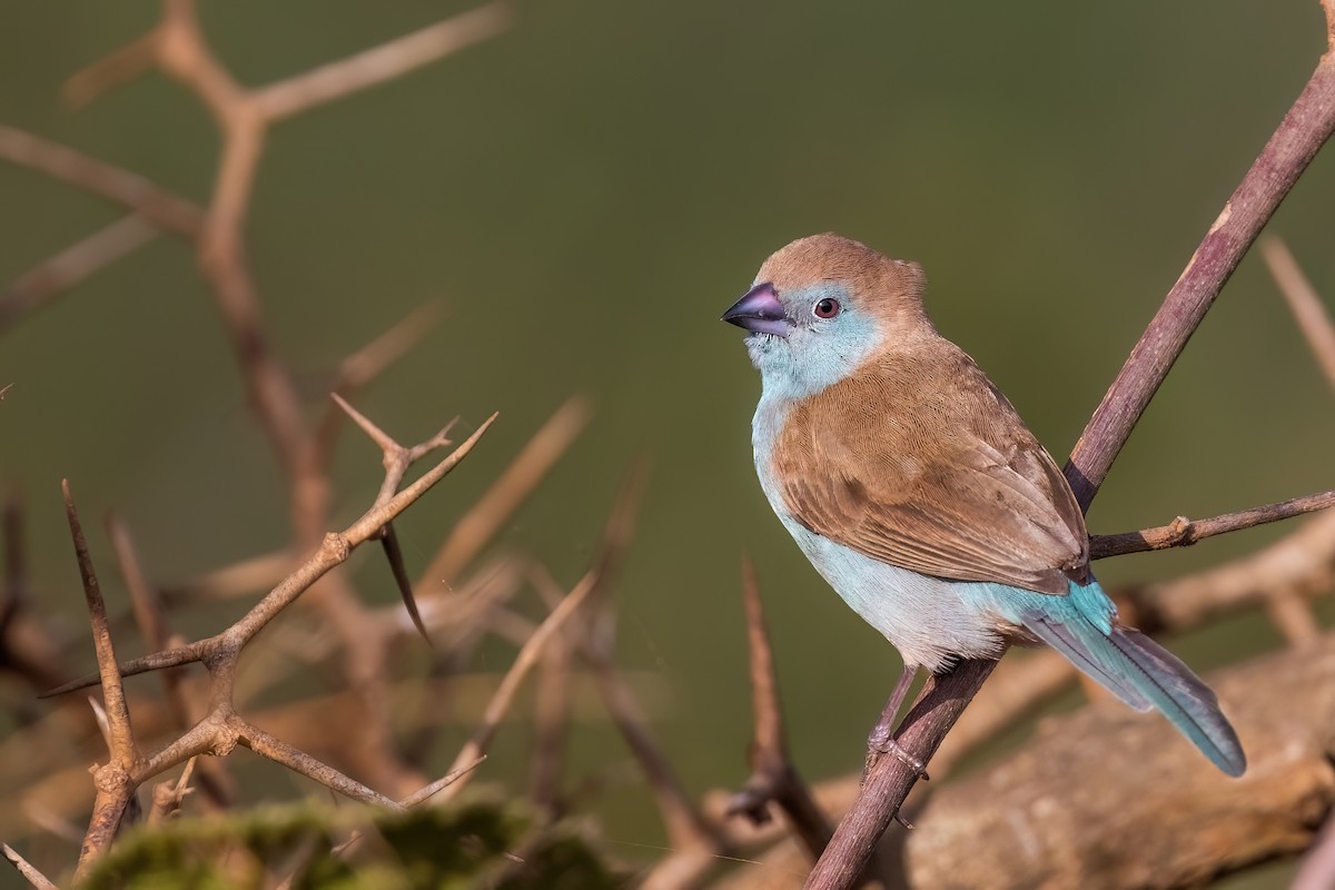 フナシセイキチョウ - ML646188796