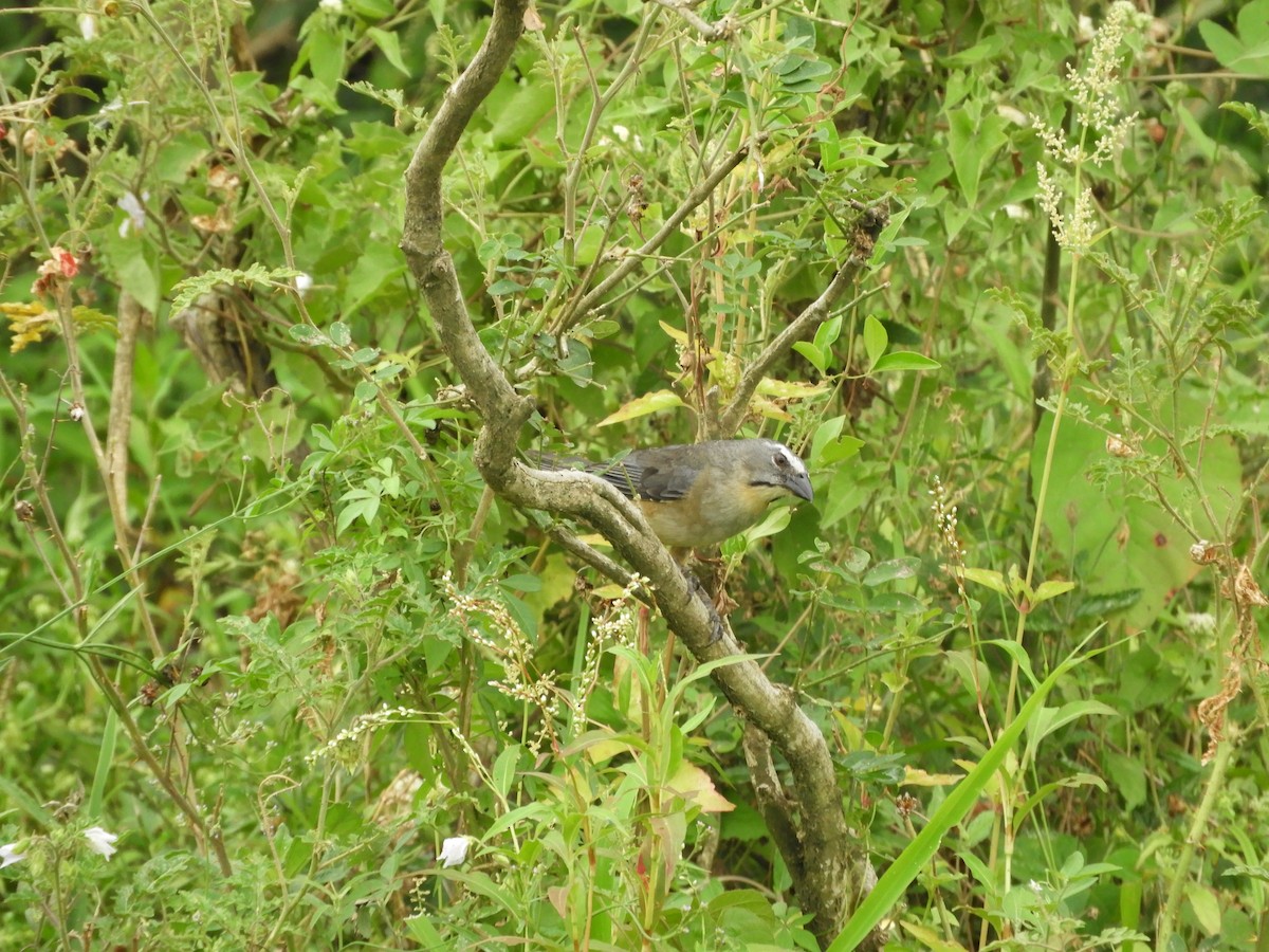 Bluish-gray Saltator - ML646188797