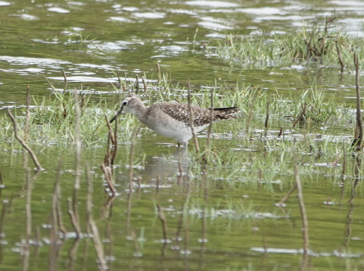 タカブシギ - ML646188798