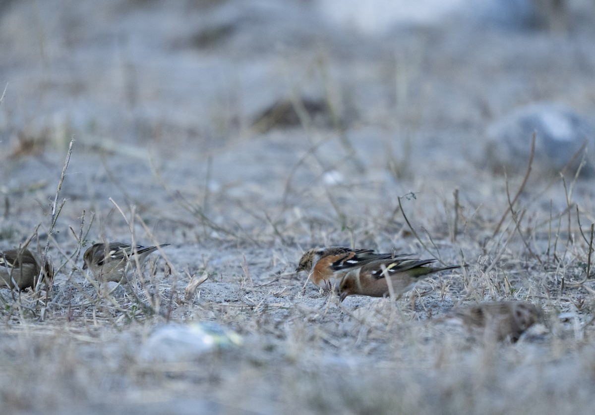 Brambling - ML646188800