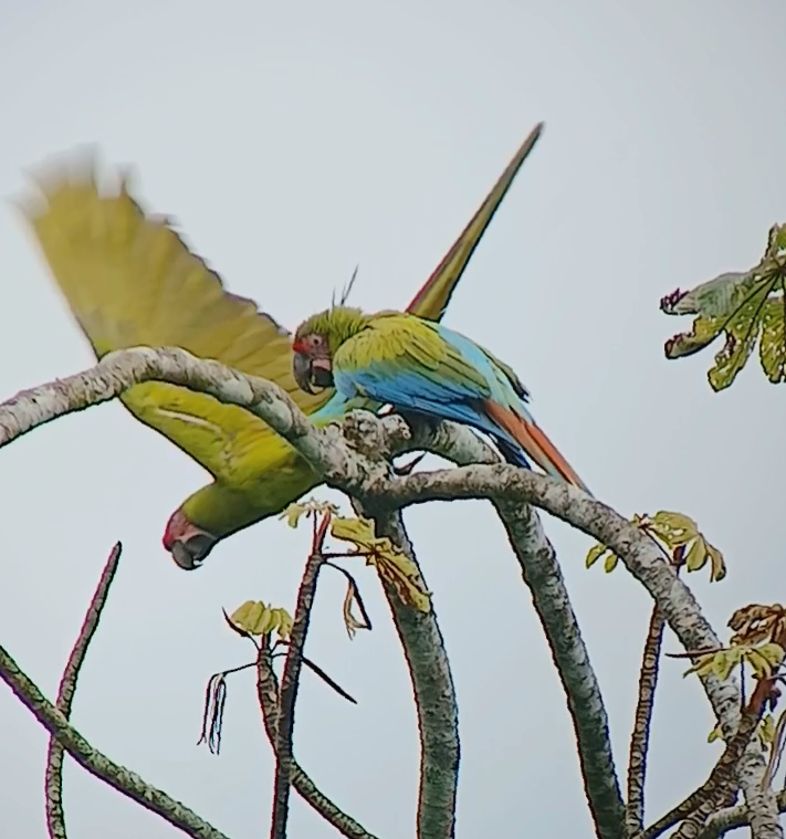 ヒワコンゴウインコ - ML646188801