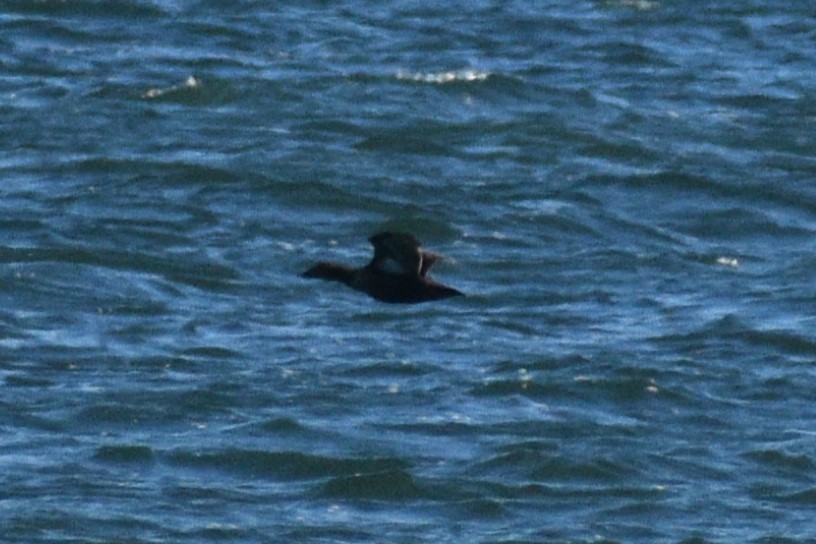 ホンケワタガモ - ML646188803