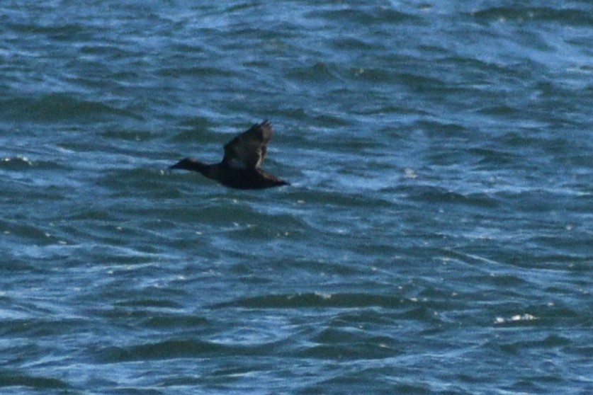 ホンケワタガモ - ML646188804