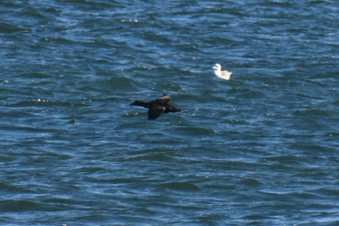 ホンケワタガモ - ML646188805