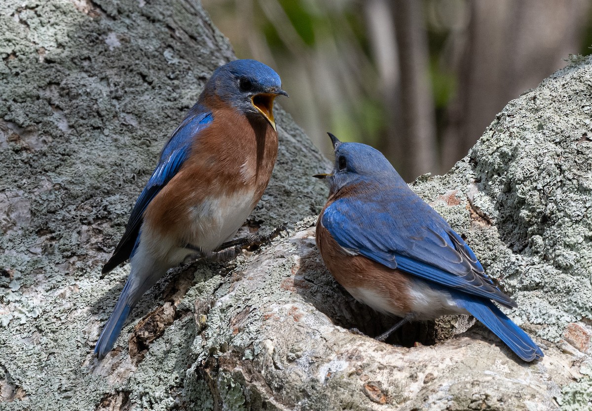 ルリツグミ - ML646188806