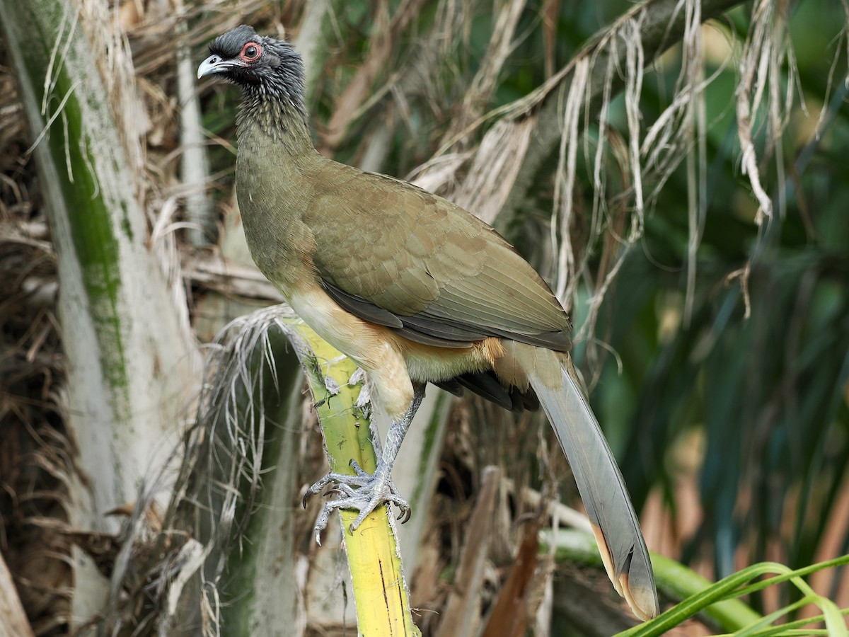 メキシコヒメシャクケイ - ML646188807