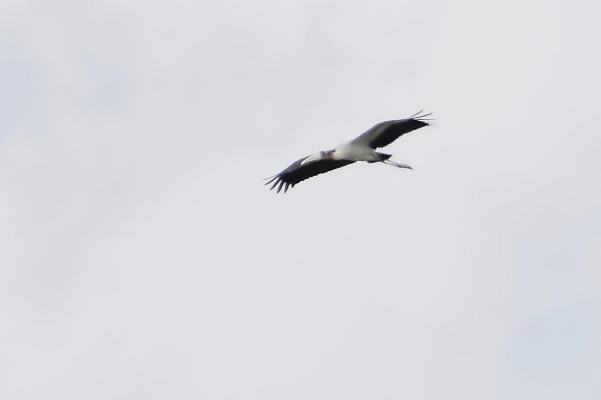 アメリカトキコウ - ML646188810