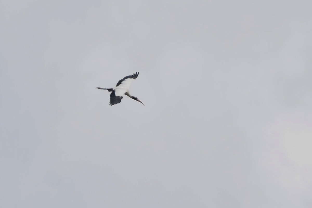 アメリカトキコウ - ML646188811