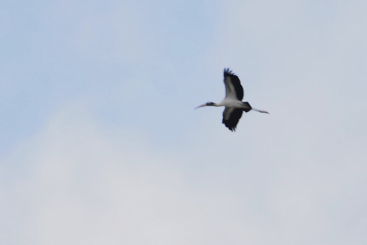 アメリカトキコウ - ML646188812