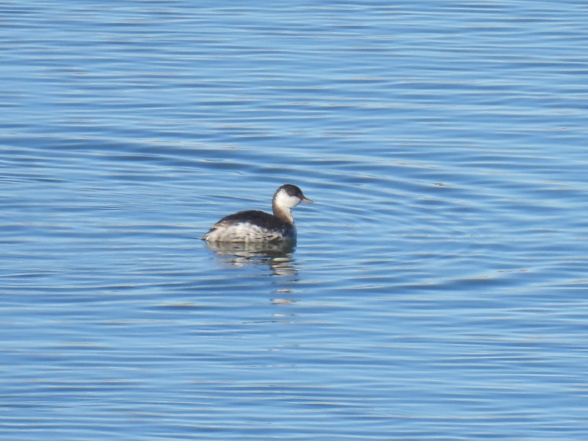 ミミカイツブリ - ML646188813