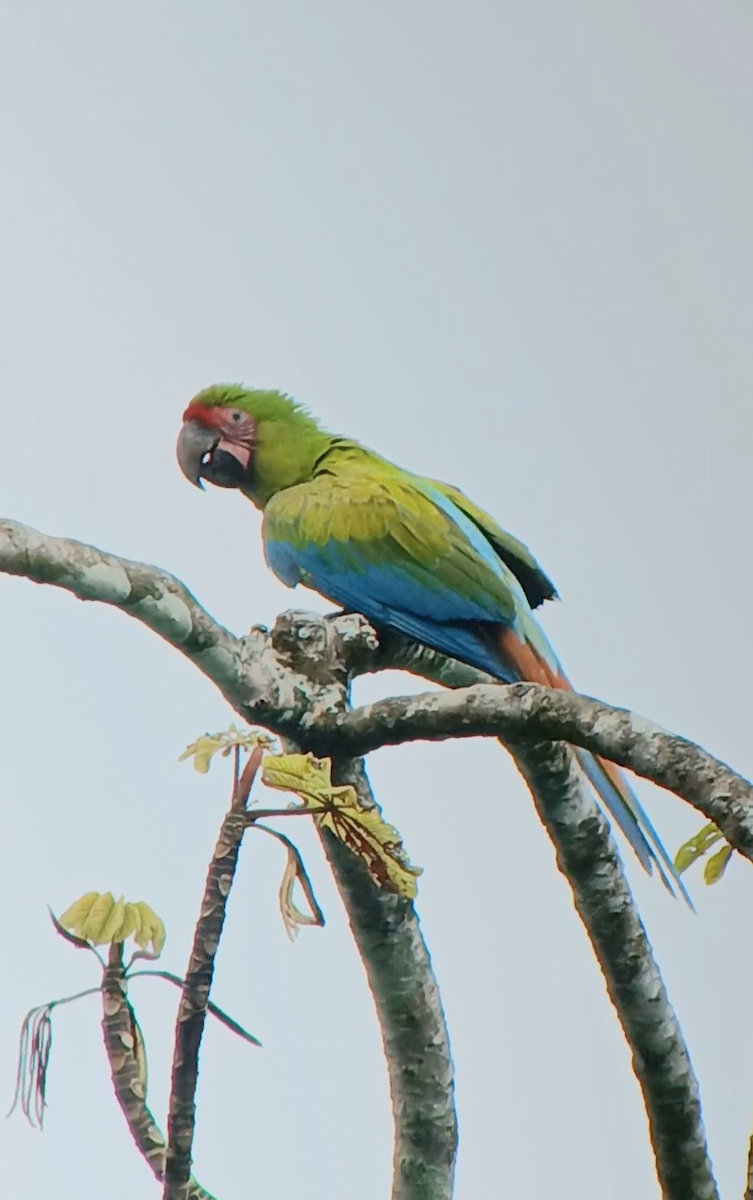 ヒワコンゴウインコ - ML646188814