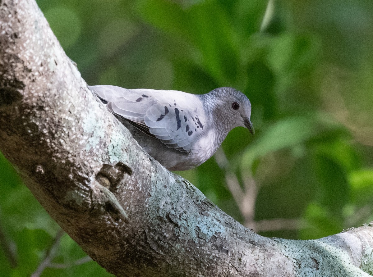 Common Ground Dove - ML646188822
