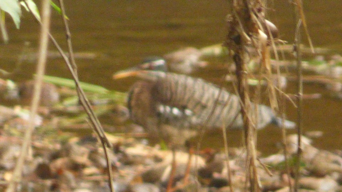 Sunbittern - ML646188823