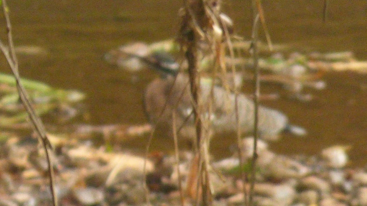 Sunbittern - ML646188824