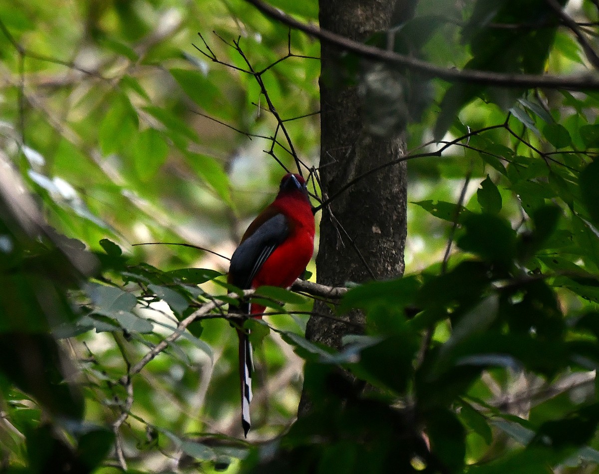 ズアカキヌバネドリ - ML646188825