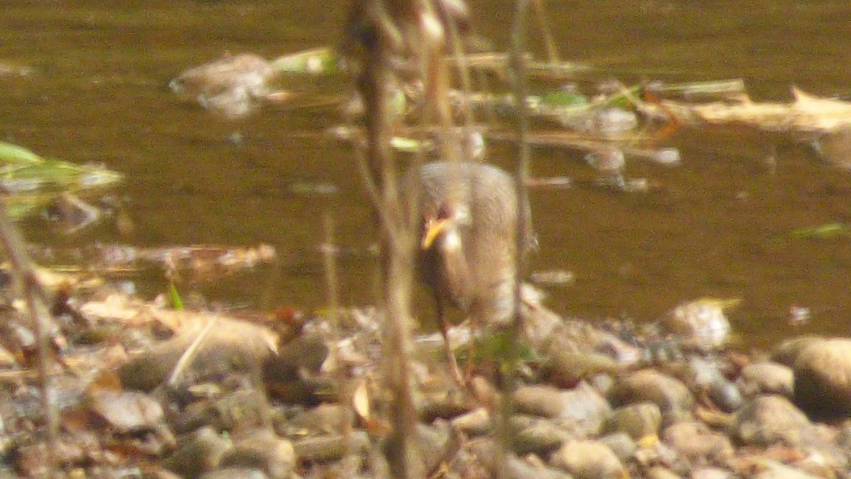 Sunbittern - ML646188827