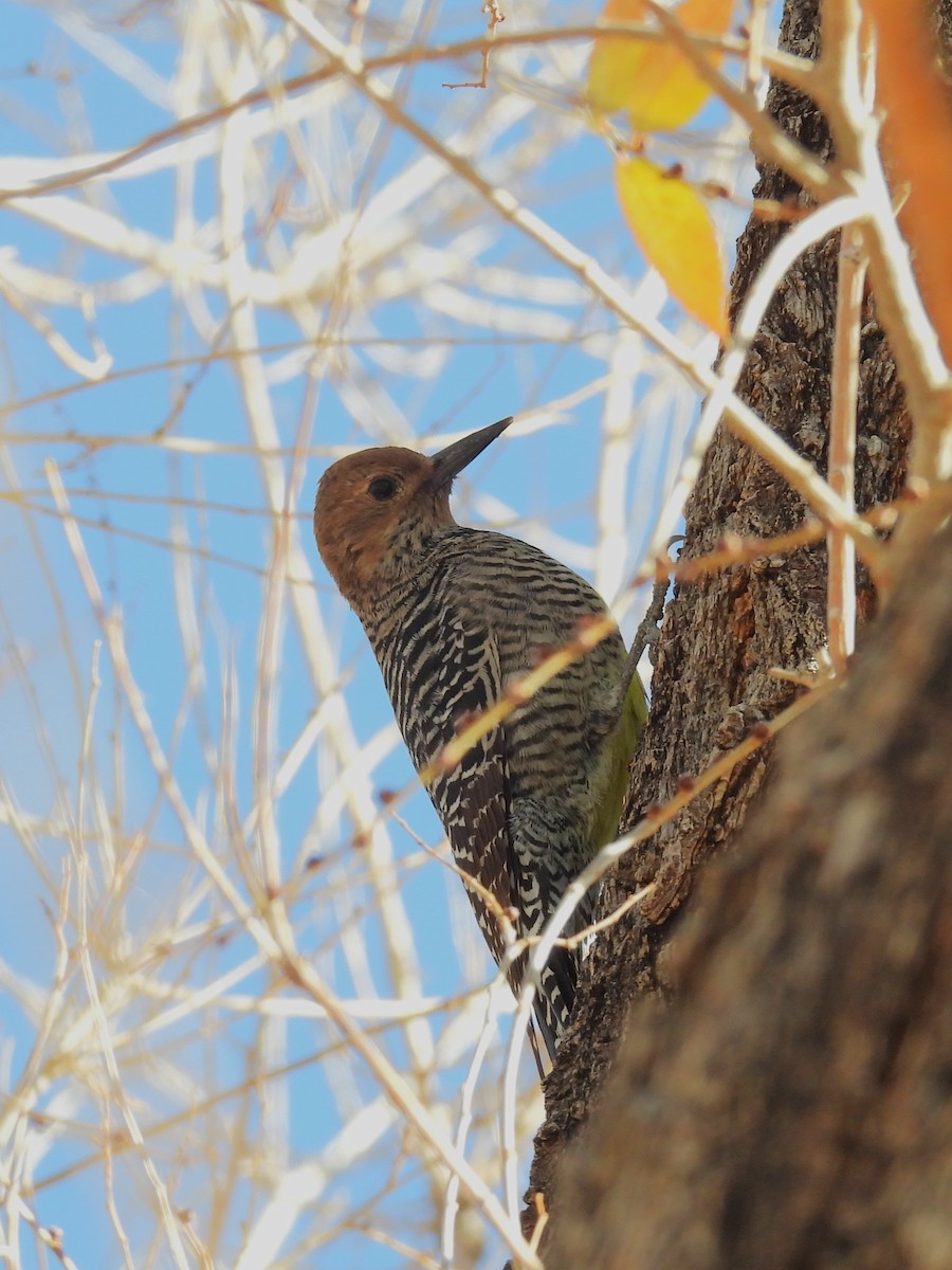 Williamson's Sapsucker - ML646188829