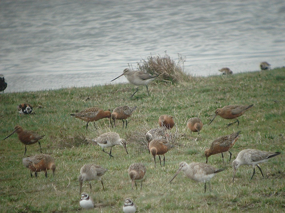 Bar-tailed Godwit - ML646188830