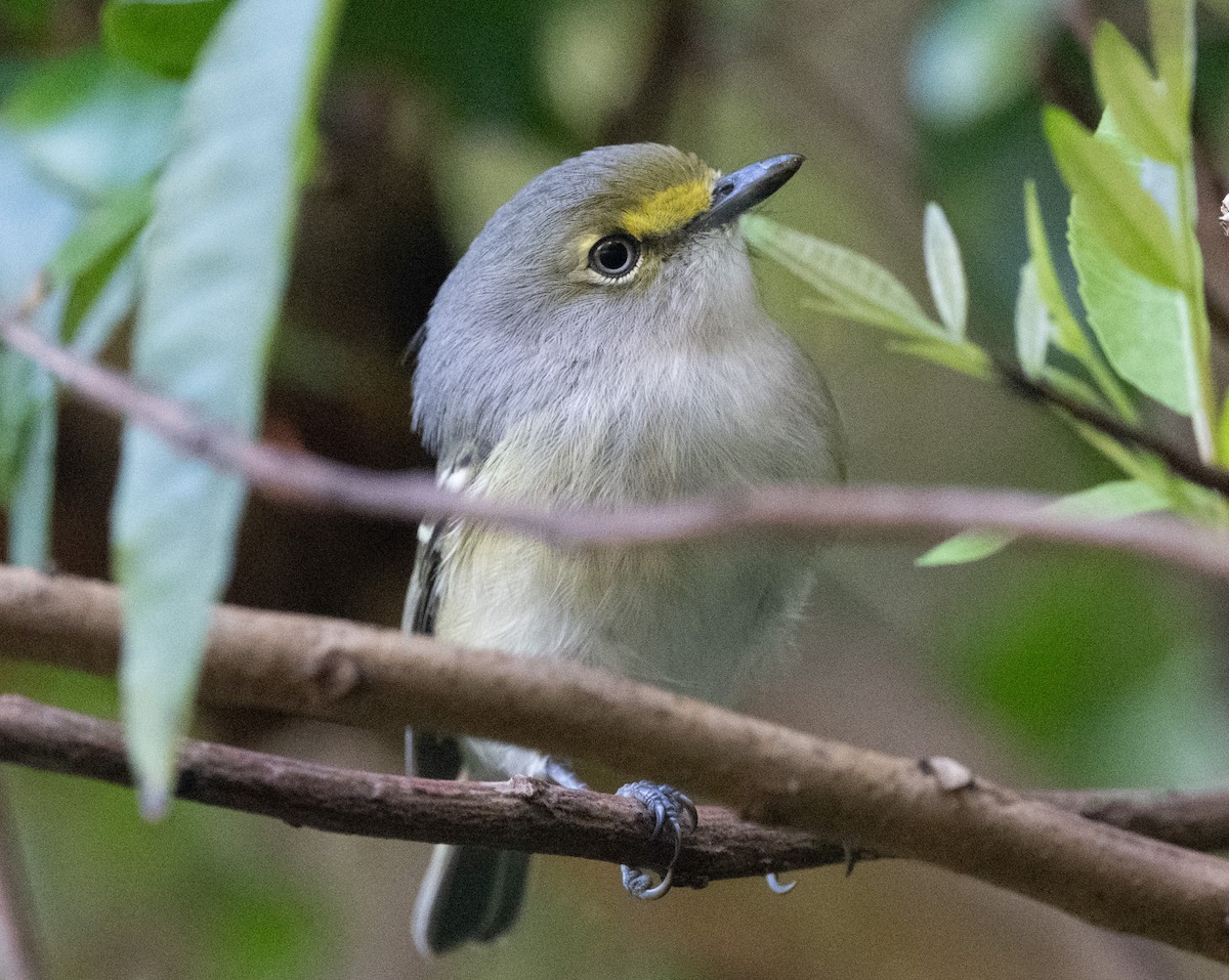 White-eyed Vireo - ML646188836