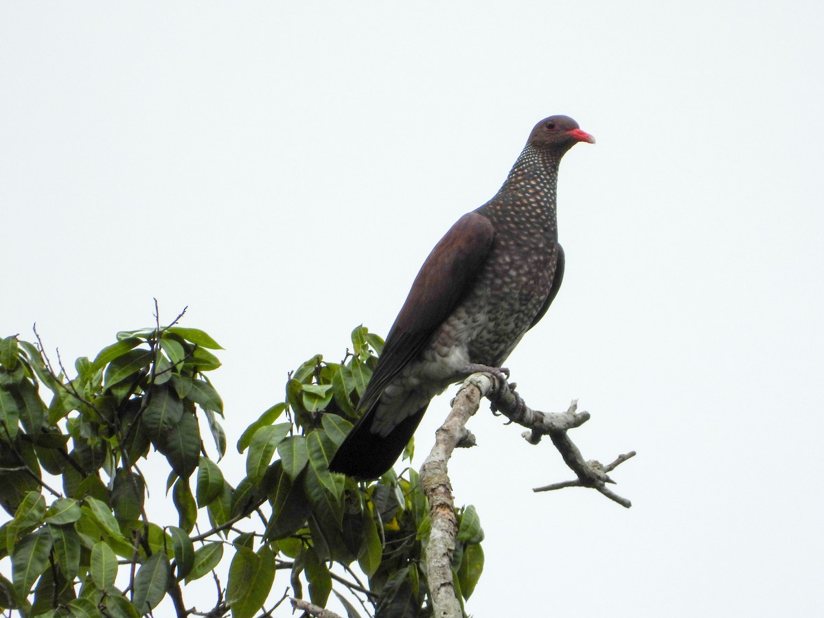 Scaled Pigeon - ML646188837