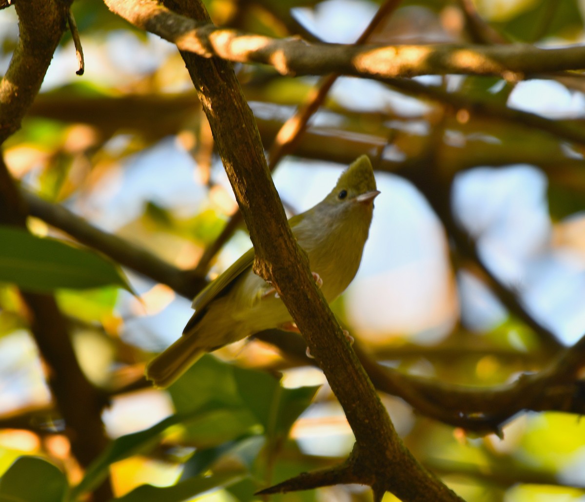 Haubenvireo - ML646188843