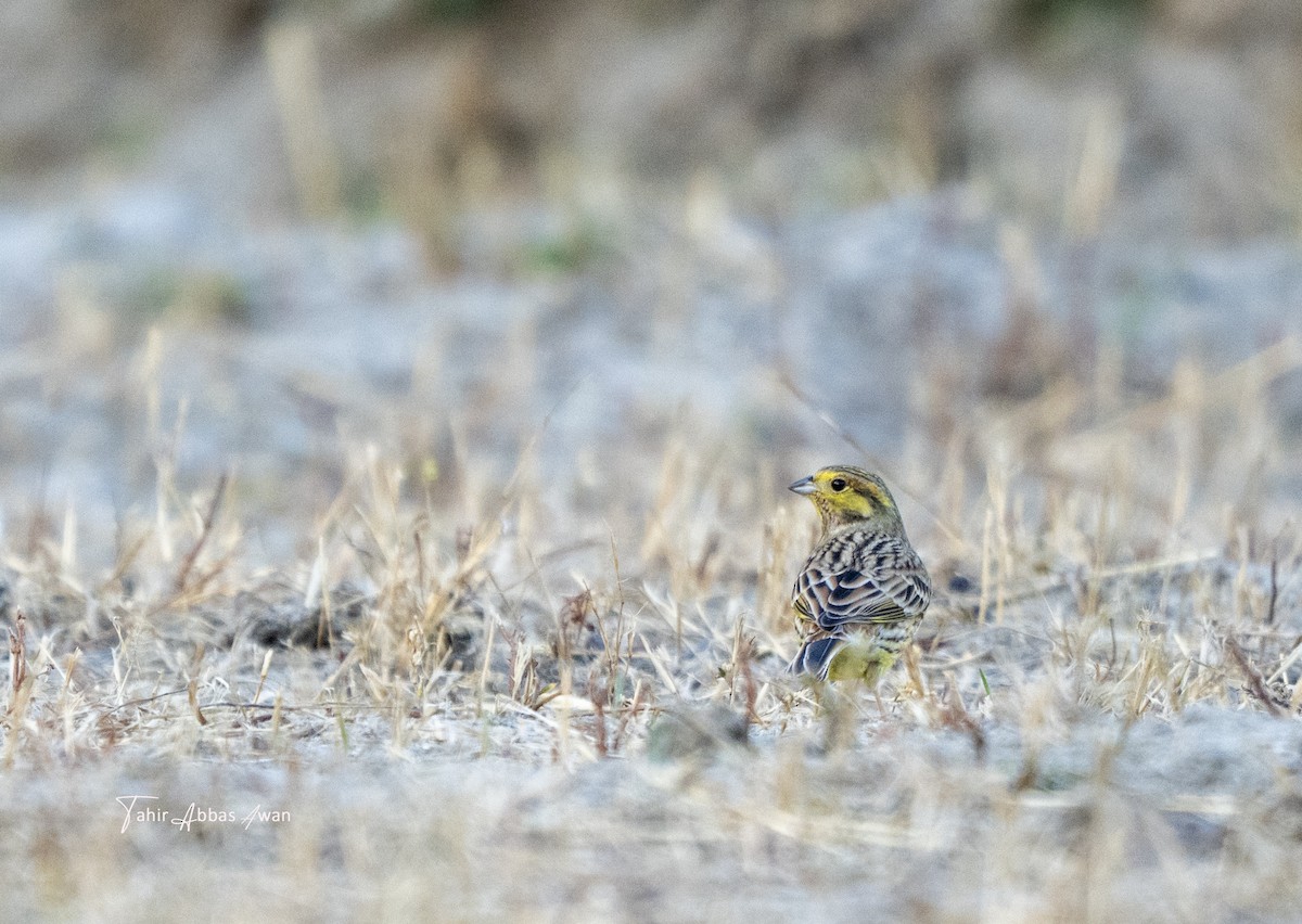 Yellowhammer - ML646188844