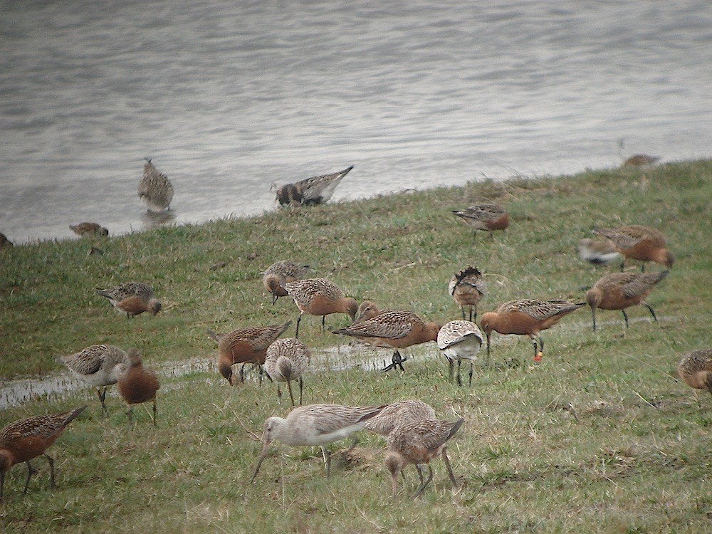 Bar-tailed Godwit - ML646188848