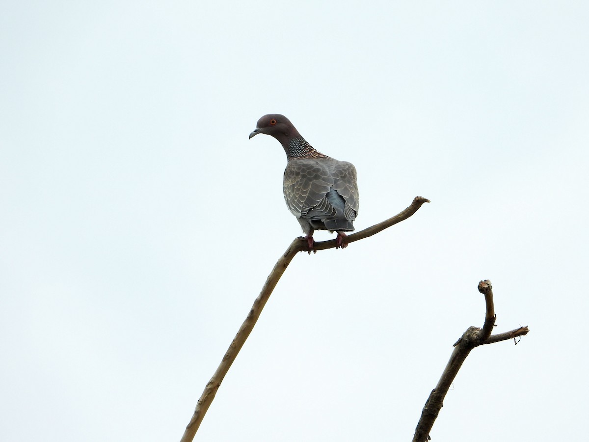 Pikazuro Güvercini - ML646188856