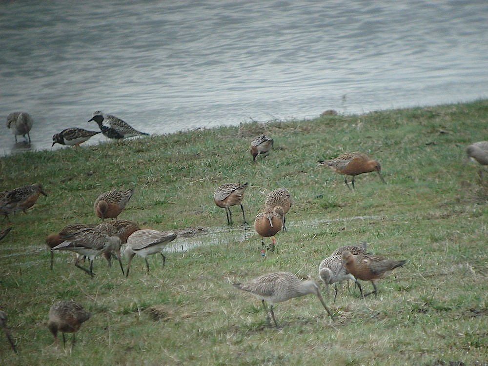 Bar-tailed Godwit - ML646188859