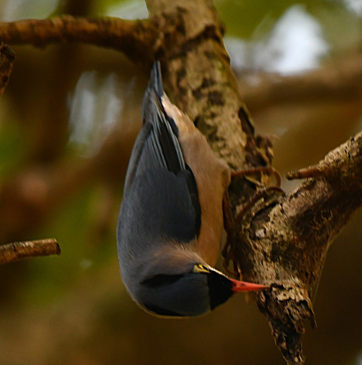 Velvet-fronted Nuthatch - ML646188860