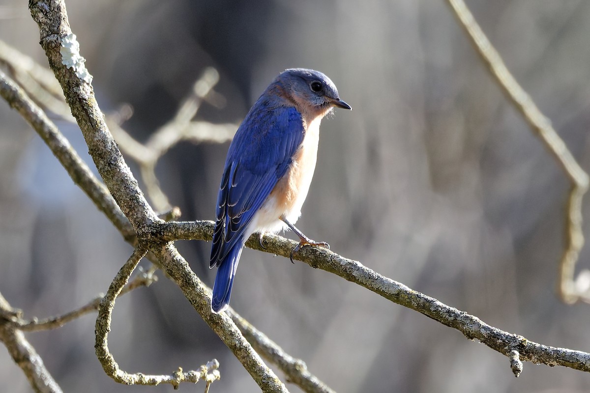 Eastern Bluebird - ML646188861