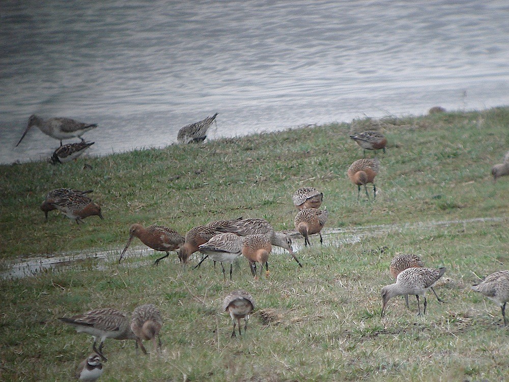 Bar-tailed Godwit - ML646188862