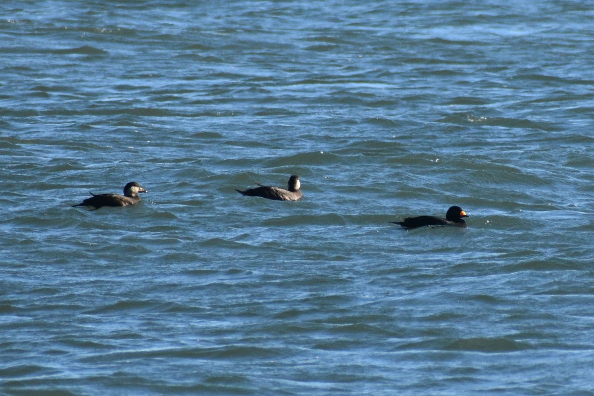 amerikasvartand - ML646188864