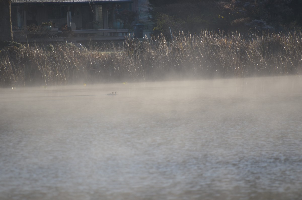 amerikasvartand - ML646188866