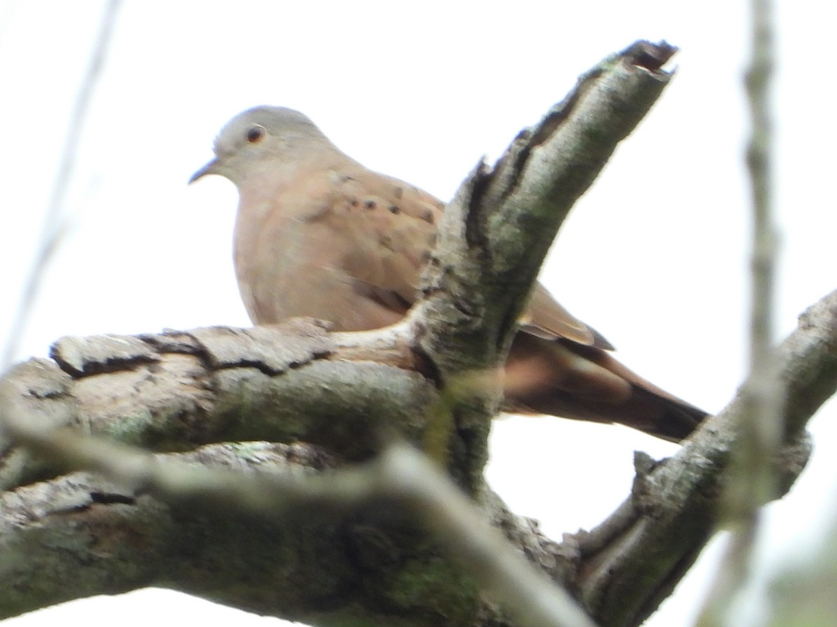 ケアシスズメバト - ML646188867