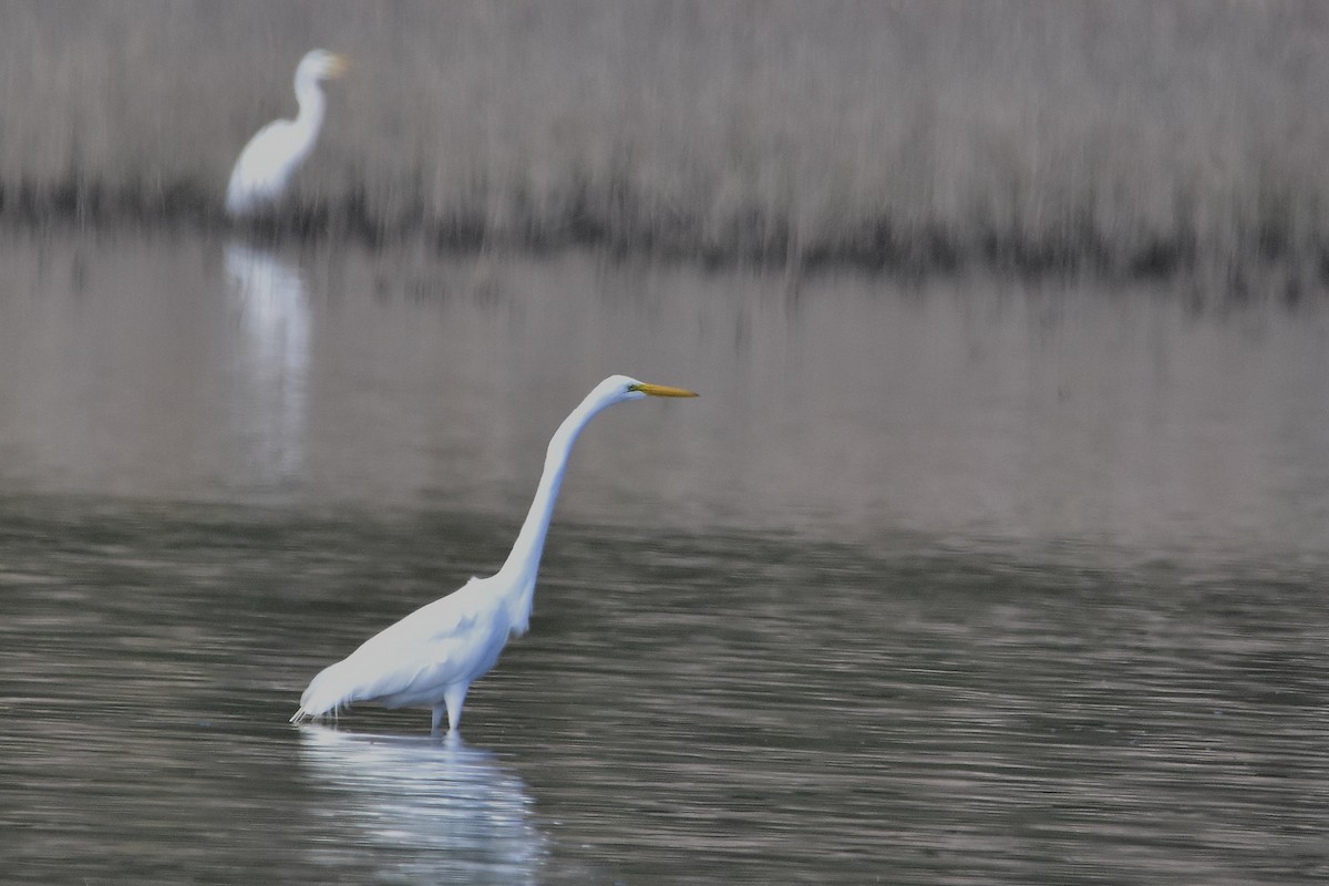 ダイサギ - ML646188870