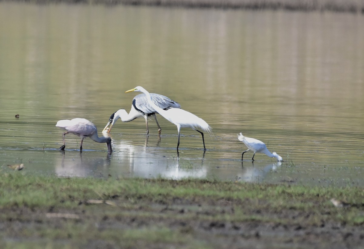 ダイサギ - ML646188871