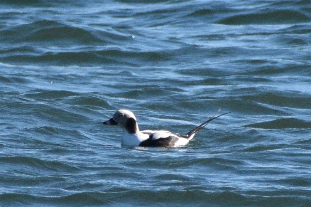 コオリガモ - ML646188872