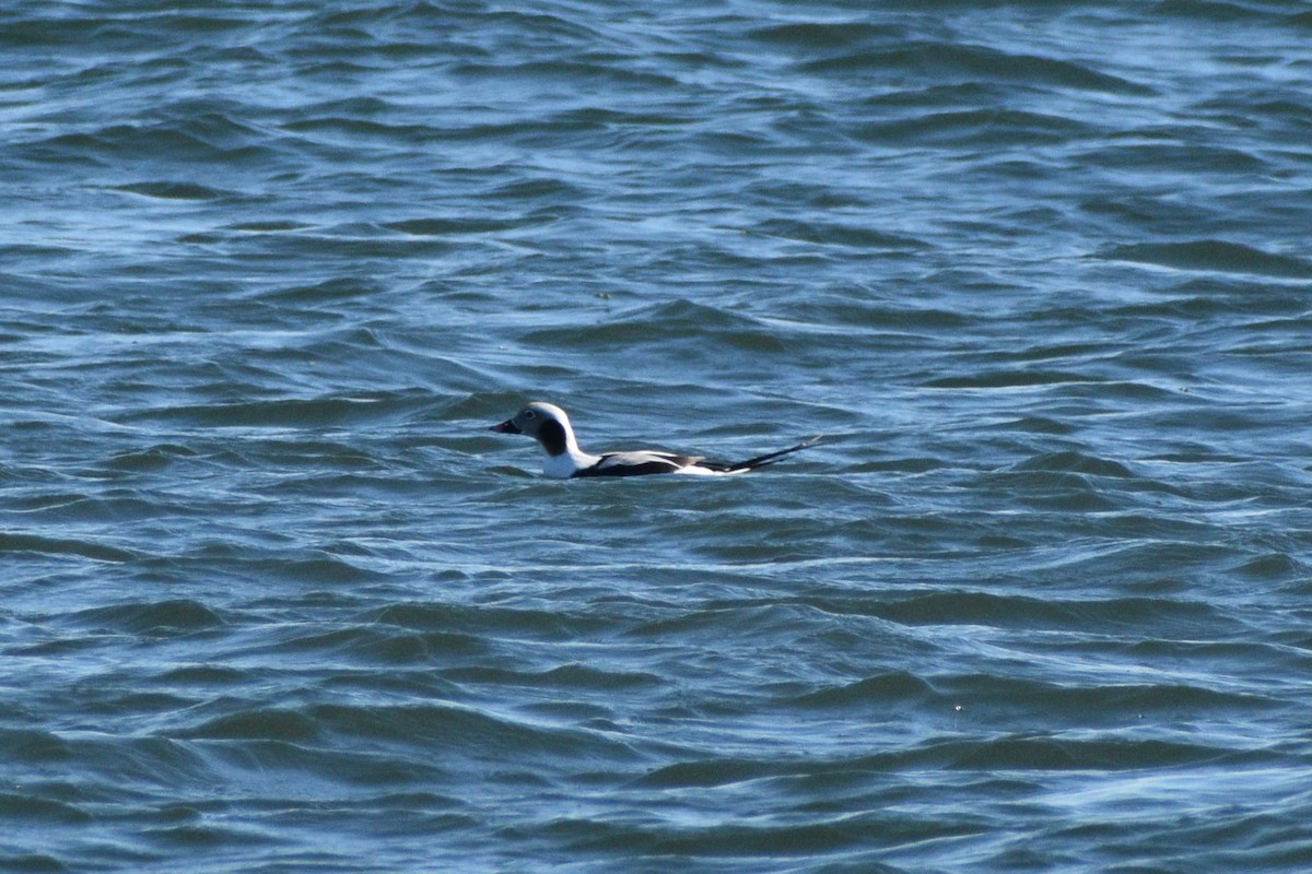 コオリガモ - ML646188873