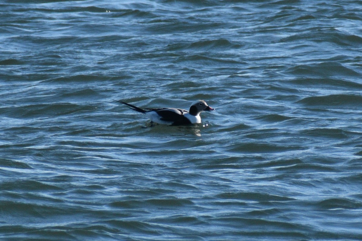 コオリガモ - ML646188874