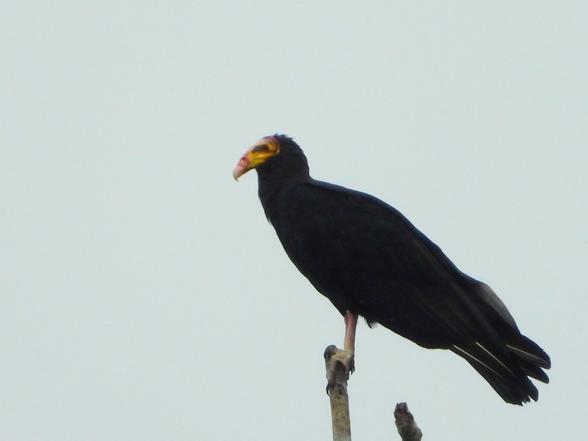 オオキガシラコンドル - ML646188876